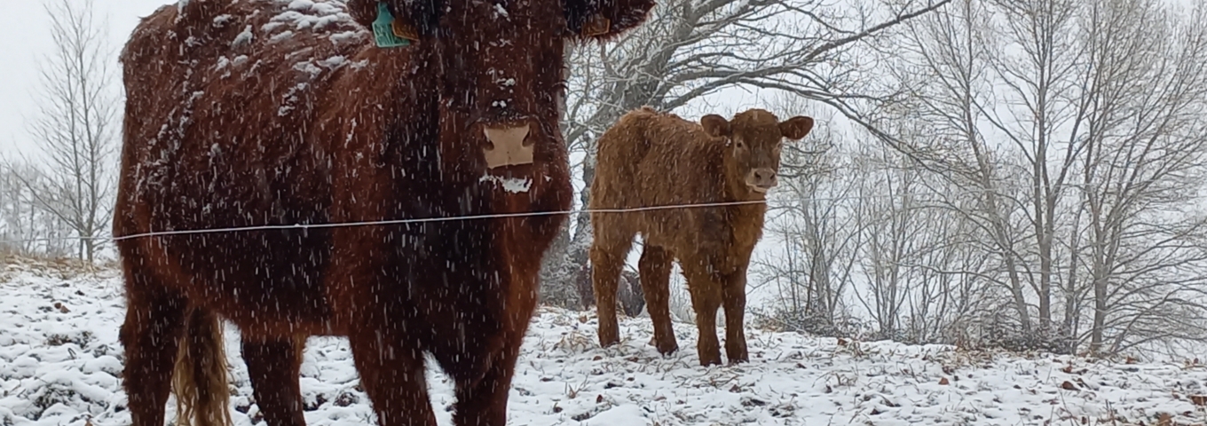 Extensive beef production systems